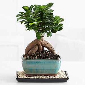 Ginseng Grafted Ficus (Indoor)
